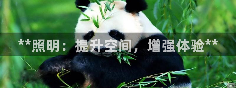 **照明：提升空间，增强体验**